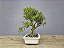 Bonsai Sarandi 8 Anos - Imagem 2
