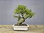 Bonsai Sarandi 8 Anos - Imagem 3