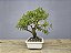Bonsai Sarandi 8 Anos - Imagem 4