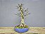 Bonsai Acer Kaede Sobre Rocha 18 anos Masterpiece - Imagem 2