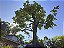 Bonsai Acer Kaede Sobre Rocha 20 anos Masterpiece - Imagem 8