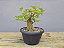 Pré Bonsai Acer Kaede 6 Anos - Imagem 3