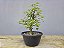 Pré Bonsai Acer Kaede 7 Anos - Imagem 3
