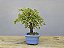 Bonsai Acer Kaede 3 Anos - Imagem 2