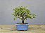 Bonsai Acer Kaede 3 Anos - Imagem 3