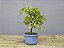 Bonsai Acer Kaede 3 Anos - Imagem 2