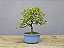 Bonsai Acer Kaede 3 Anos - Imagem 3