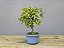 Bonsai Acer Kaede 3 Anos - Imagem 4