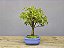 Bonsai Acer Kaede 4 Anos - Imagem 2