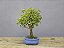 Bonsai Acer Kaede 4 Anos - Imagem 4