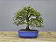 Bonsai Calliandra Rosa 5 Anos - Imagem 3