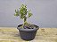 Pré Bonsai Buxus Harlandii Sobre Rocha 4 Anos - Imagem 1