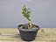 Pré Bonsai Buxus Harlandii Sobre Rocha 4 Anos - Imagem 2