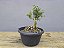 Pré Bonsai Buxus Harlandii Sobre Rocha 4 Anos - Imagem 3