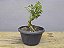 Pré Bonsai Buxus Harlandii Sobre Rocha 4 Anos - Imagem 4