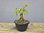 Pré Bonsai Pithecolobium Dumosum 5 Anos - Imagem 1