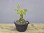 Pré Bonsai Pithecolobium Dumosum 5 Anos - Imagem 2