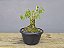Pré Bonsai Pithecolobium Dumosum 5 Anos - Imagem 4