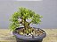Pré Bonsai Buxus Harlandii 7 Anos - Imagem 2