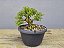 Pré Bonsai Buxus Harlandii 7 Anos - Imagem 1
