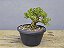 Pré Bonsai Buxus Harlandii 7 Anos - Imagem 4