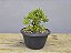 Pré Bonsai Buxus Harlandii 7 Anos - Imagem 5