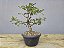 Pré Bonsai Ulmus 8 Anos - Imagem 1