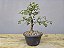 Pré Bonsai Ulmus 8 Anos - Imagem 2