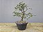 Pré Bonsai Ulmus 8 Anos - Imagem 3