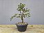 Pré Bonsai Ulmus 8 Anos - Imagem 4