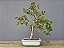 Bonsai Pitanga 9 Anos - Imagem 1