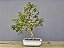 Bonsai Pitanga 9 Anos - Imagem 3