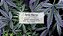 Little Trees Wild Hemp, Ideal Para Seu Carro e Ambientes - Imagem 3