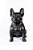 Buldogue Frances - Imagem 2