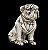 Buldogue inglês - Imagem 5