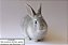 Coelho Netherland Dwarf - Imagem 1