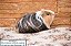 Porquinho da Índia Sheltie - Imagem 1