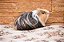Porquinho da Índia Sheltie - Imagem 2