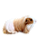 Porquinho da Índia Sheltie - Imagem 3