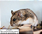 Hamster Anão Russo - Imagem 1