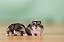 Hamster Anão Russo - Imagem 4