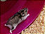 Hamster Anão Russo - Imagem 3
