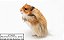 Hamster Sírio (Comum) - Imagem 1