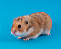 Hamster Sírio (Comum) - Imagem 3