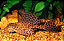 Cascudo Leopardo - Imagem 2