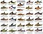 Corydoras spp. - Imagem 4
