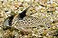 Corydoras spp. - Imagem 3