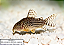 Corydoras spp. - Imagem 1