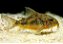 Corydoras spp. - Imagem 2