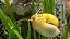 Caramujo Amarelo (corbicula) - Imagem 2